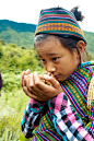 2012第二届西藏林芝松茸美食文化旅游节（图）