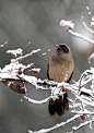 【  傲然雪中鸟 …  】 ​​​​