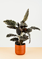 Striped calathea, spring, sanderiana and prayer plant HD photo by rawpixel (@rawpixel) on Unsplash : Download this photo by rawpixel (@rawpixel)