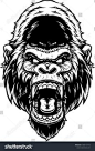 其中包括图片：Vector Illustration Ferocious Gorillas Head Screaming Stock Vector (Royalty Free) 1368117773 | Shutterstock