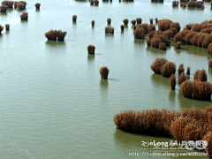 Xusehngchun采集到多图:2007宁夏之旅——沙
