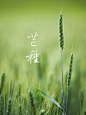芒种