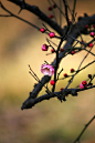 花枝一束
故人香