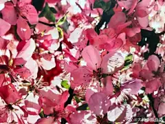 水彩---樱花-梨花-桃花-海棠花、梅花 - 高清图片，堆糖，美图壁纸兴趣社区