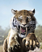 Siber tooth tiger by Jubran on DeviantArt