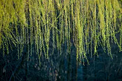 Willow in the sun