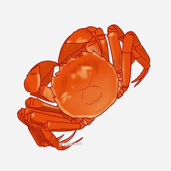 海鲜健康美食螃蟹插画图片大小2048x2...
