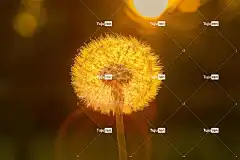 蒲公英 美丽的花朵 花壁纸 太阳 关闭 逆光 自然 花 花卉背景