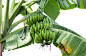 香蕉树,白色背景,农业,蔬菜,清新图片素材_ID:377343739