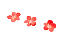 千库网_红梅腊梅梅花花瓣_元素编号13023096