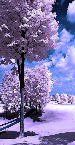 🌸艳儿🌸【拒聊】采集到树