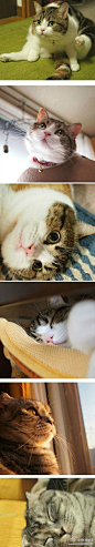 我们最爱萌：珠圆玉润的猫才养眼（=￣︶￣=）