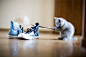 tumblr_kuen7kDMaw1qzqc66o1_500_large、CAWAYI、cat、猫、CAT&Girl