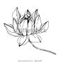 Vector Lotus floral botanical flowers. Wild spring leaf wildflower isolated. Black and white engraved ink art. Isolated lotus illustration element on white background.