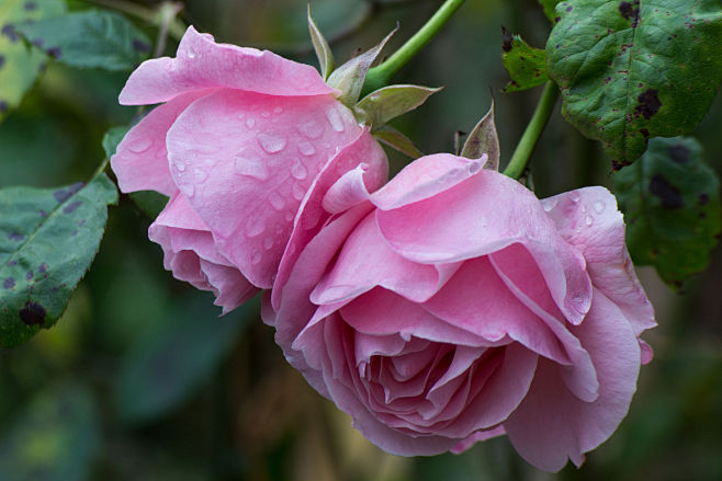 Wet Roses by Carmen ...