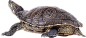 乌龟PNG
