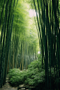 清新竹子竹林植物自然风景摄影图