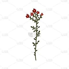 抽象的红色野花孤立在白色背景上。野生花卉植物。草甸和草本植物。精致的春花插画手绘平面风格