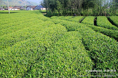 cxandy采集到【浙江】风景在路上，