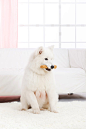 undefined - VCG21e59feba2f