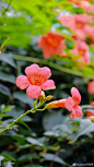 凌霄花