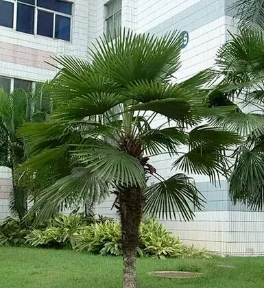 棕桐喜阴