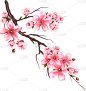 花朵,枝,樱之花,白昼,自然,粉色,图像,樱桃,植物群,花蕾