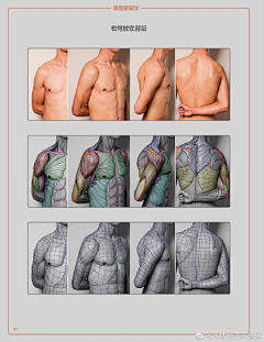 织小盒采集到人体——躯干专题