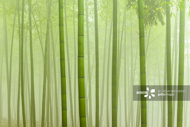 竹林,雾,无人,宁静,竹正版图片素材
