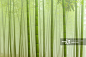 竹林,雾,无人,宁静,竹正版图片素材