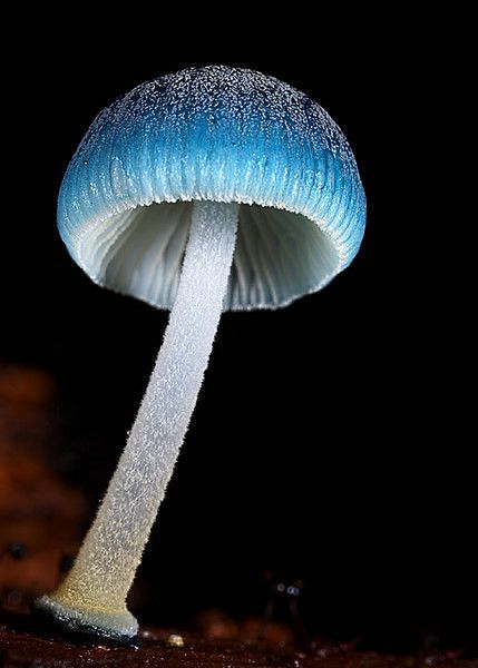 Blue umbrella