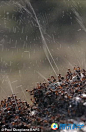 林地蚂蚁生活在英国和欧洲部分地区，43岁野生动物摄影师保罗-奎格里娜拍摄到这种有趣的御敌策略，他在多塞特郡韦勒姆森林原木上的蚁巢观察到这一幕。为了激发林地蚂蚁的反应，他采用特殊方法模拟掠食者攻击，提示蚂蚁向空中喷射酸液，这些酸液是从蚂蚁腹部喷出的。