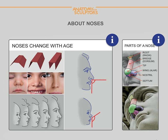 Age and parts of the nose