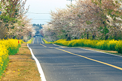 qing890108采集到市政道路