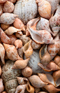 shells: 