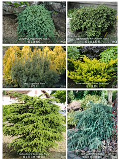 XYAAA采集到植物材料-花境植物品种(灌木/宿根and观赏草)