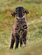 Soay lamb from Scotland