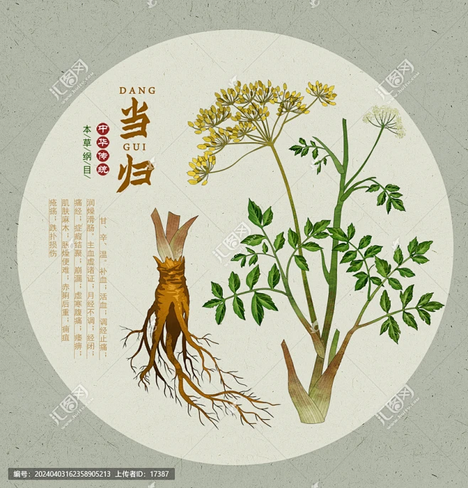当归 当归包装设计 当归子 当归插画 手绘中草药 手绘当归 本草纲目 植物中药材中草药 草本植物 药材 药材医草 中医养生 中草药包装插画 ...