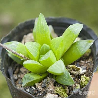 肉肉植物 小寿 多肉植物 室内盆栽花卉 ...