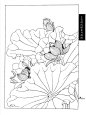工笔画线描花卉画谱(荷花篇)