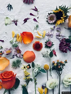 最小 花卉 花瓣 春天 平躺 花店