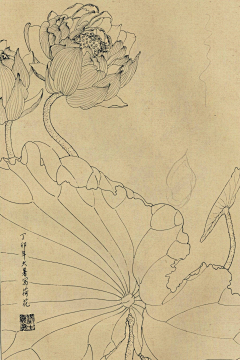 沐言绘采集到手绘-线描（花卉）