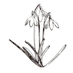 抢名字采集到植物素材