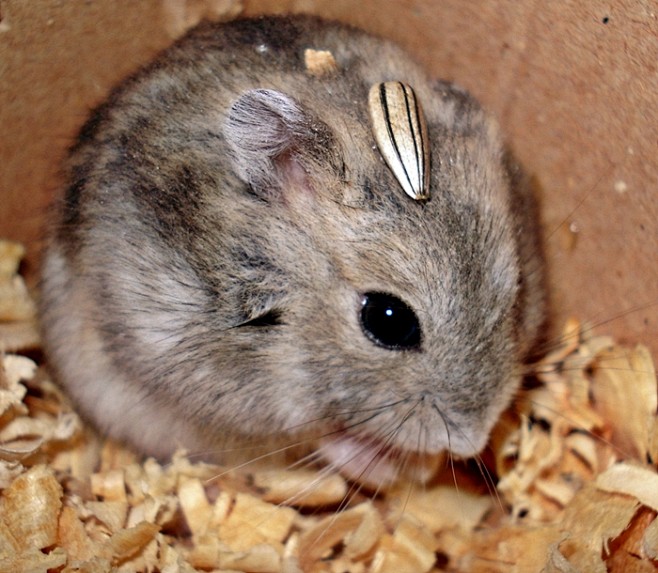 lutpulla3通过花瓣chrome扩展采集于2014-09-28 12:25:40hamster by