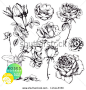 Great collection of highly detailed hand drawn roses isolated on white background - stock vector