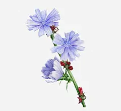 一束鲜花 创意素材