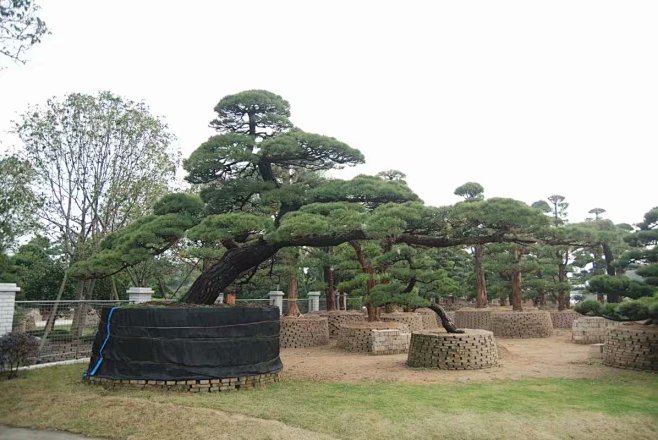 日本黑松