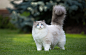 General 2048x1318 cat grass green animals blue eyes