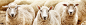 sheep-flock.jpg (1744×500)