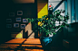 A large potted plant in a colorful interior with framed photos on the wall